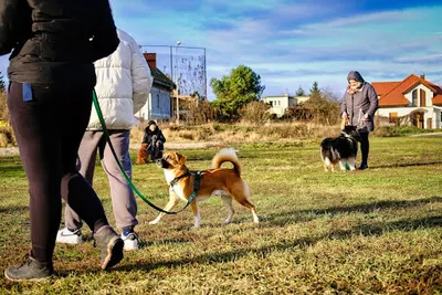 Co ten pies?! Uczymy Ciebie i Twojego psa ~ Behawiorysta COAPE, Trener, Rally-O